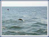 Pelican Diving